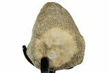 Fossil Mosasaur Vertebra w/ Metal Stand - Texas #316042-3